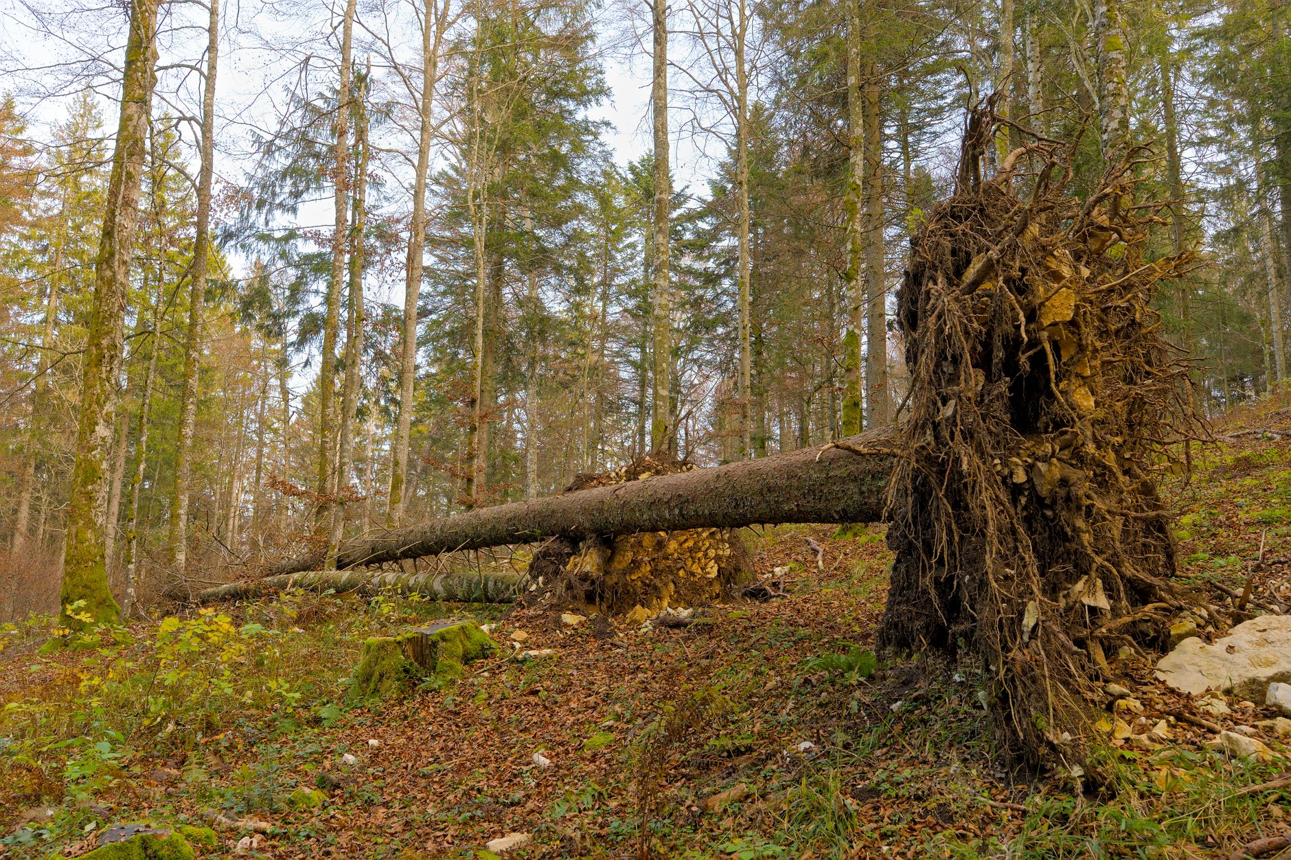 Enlèvement Arbre Urgence équipe à La Valette-du-Var
